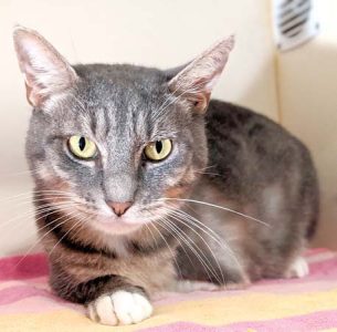 Pet of the Week